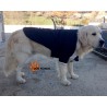 Costume Grand Chien